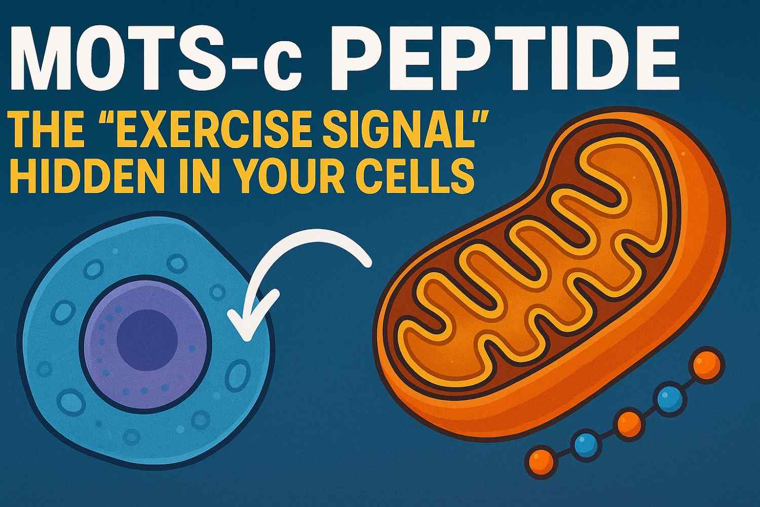 MOTS c Peptide : The “Exercise Signal” Hidden in Your Cells